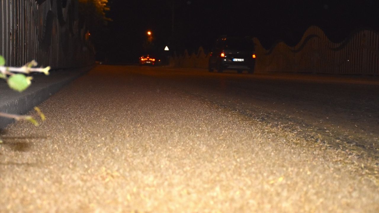 Sakarya'da Bir Gün Sinekleri 'Ölüm Uçuşu' Yaptı