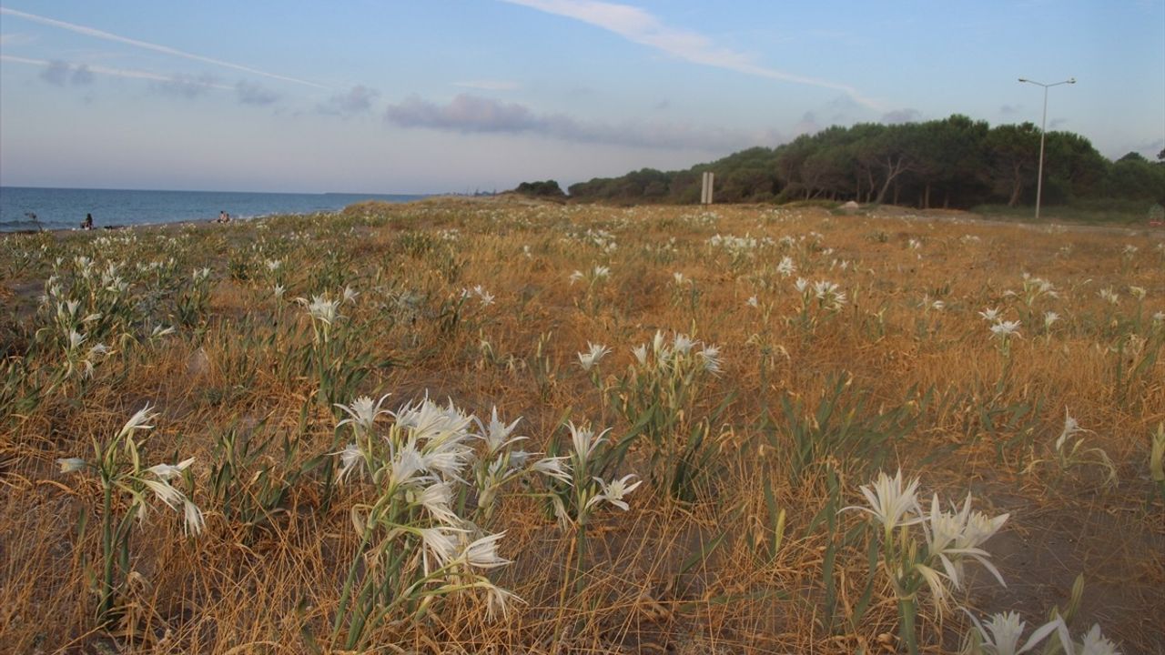 Samsun'un Geyikkoşan Sahilinde Kum Zambaklarının Güzelliği