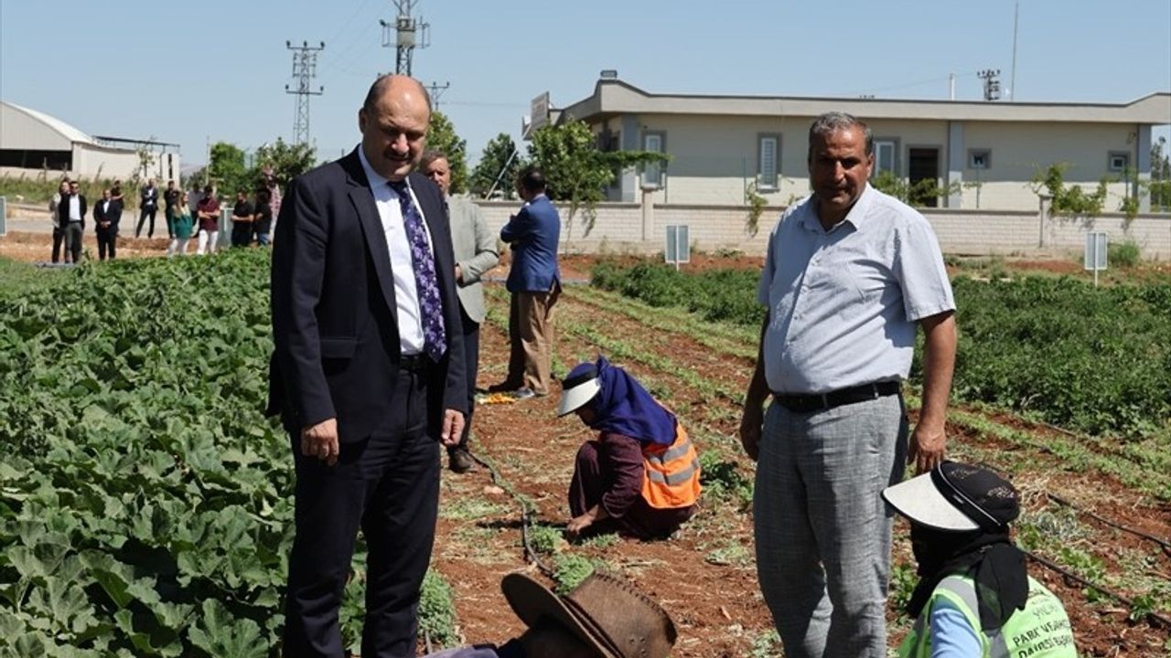 Şanlıurfa'da Ata Tohumları Yeniden Üretime Kazandırılıyor