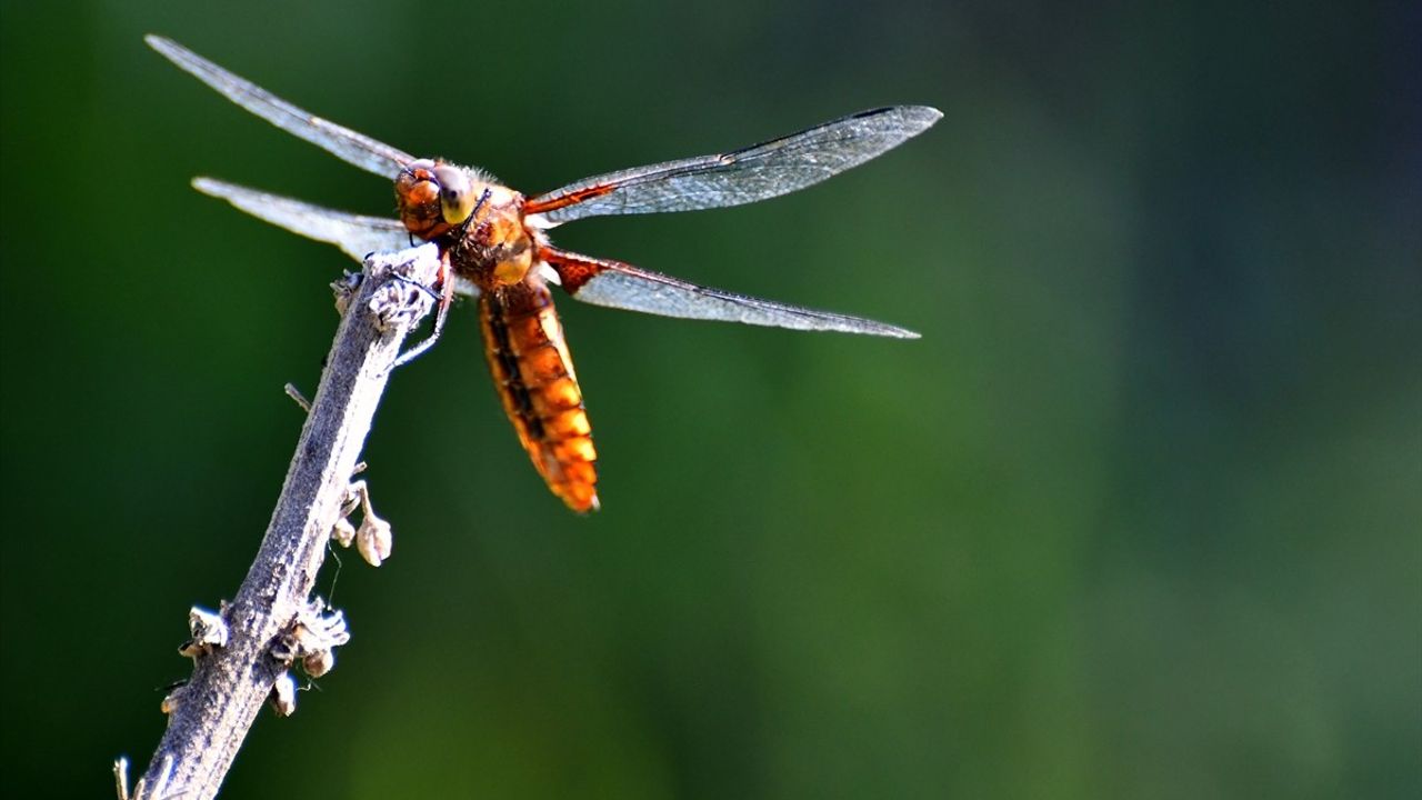 Sarıkamış'ta Doğayı Şenlendiren Tarım Dostu Yusufçuklar