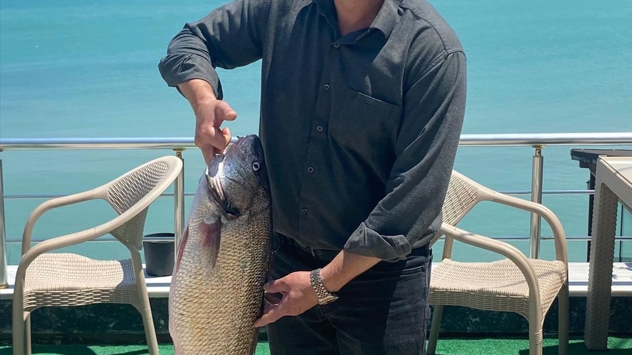 Sinop'ta 6,5 Kilogramlık Beyaz Kötek Balığı Yakalandı