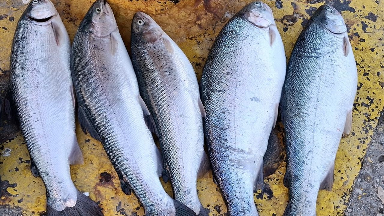 Sinop'ta Deniz Suyunda Ani Soğuma Balıkları Kıyıya Vurdu