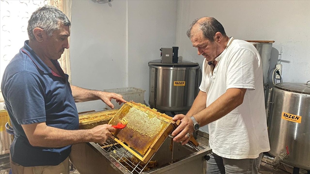 Sinop'un Coğrafi İşaret Tescilli Kestane Balı Hasat Süreci Tamamlandı