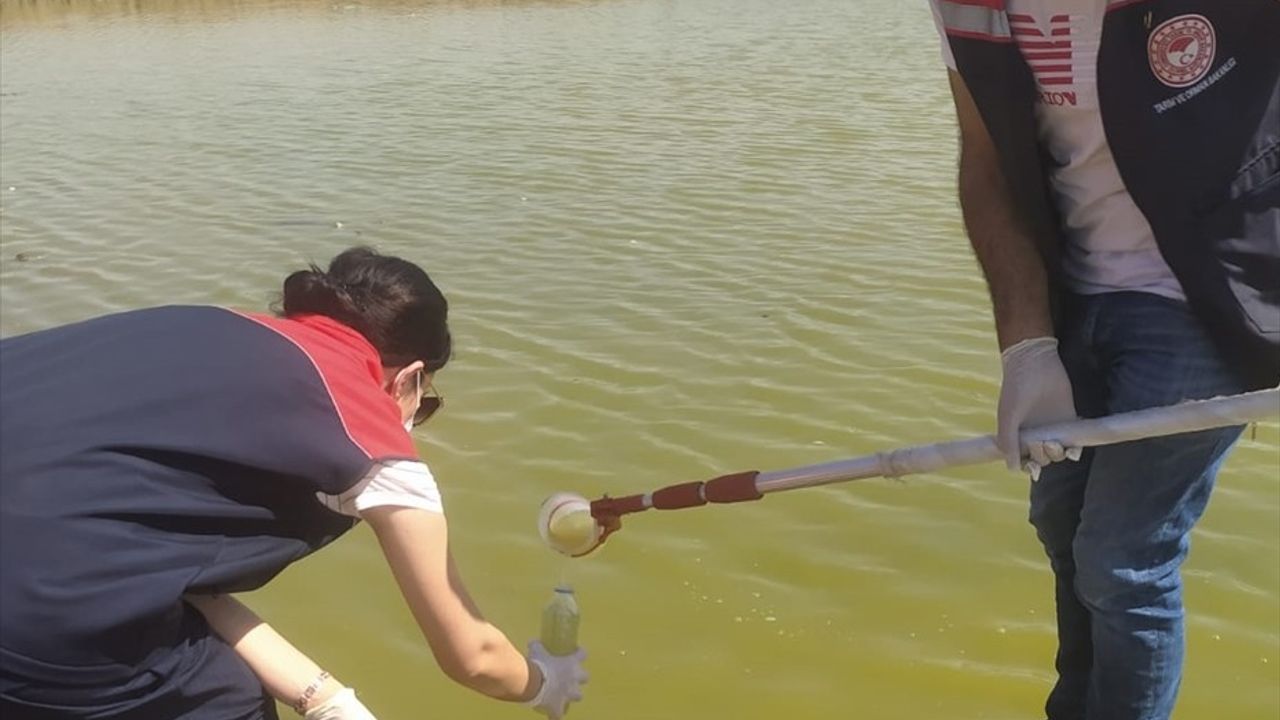 Şırnak'ta Balık Ölümleri Üzerine İnceleme Başlatıldı