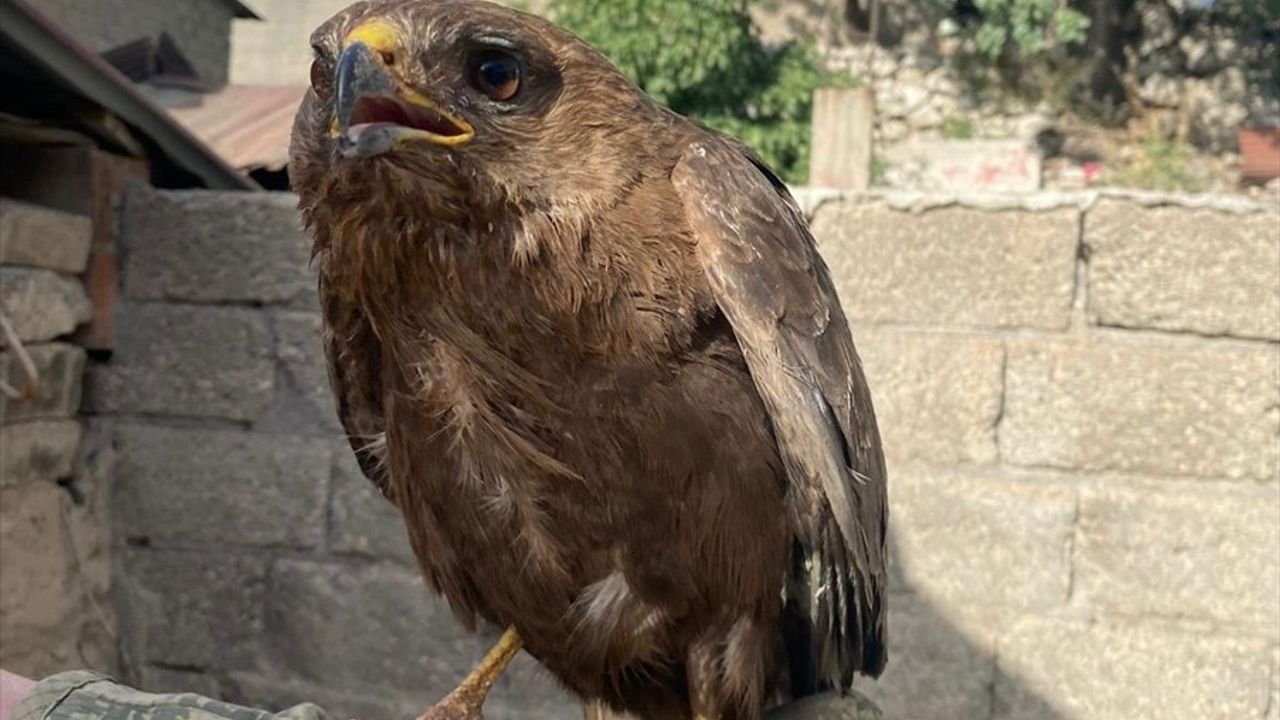 Şırnak'ta Yaralı İki Kızıl Şahin Tedaviye Alındı