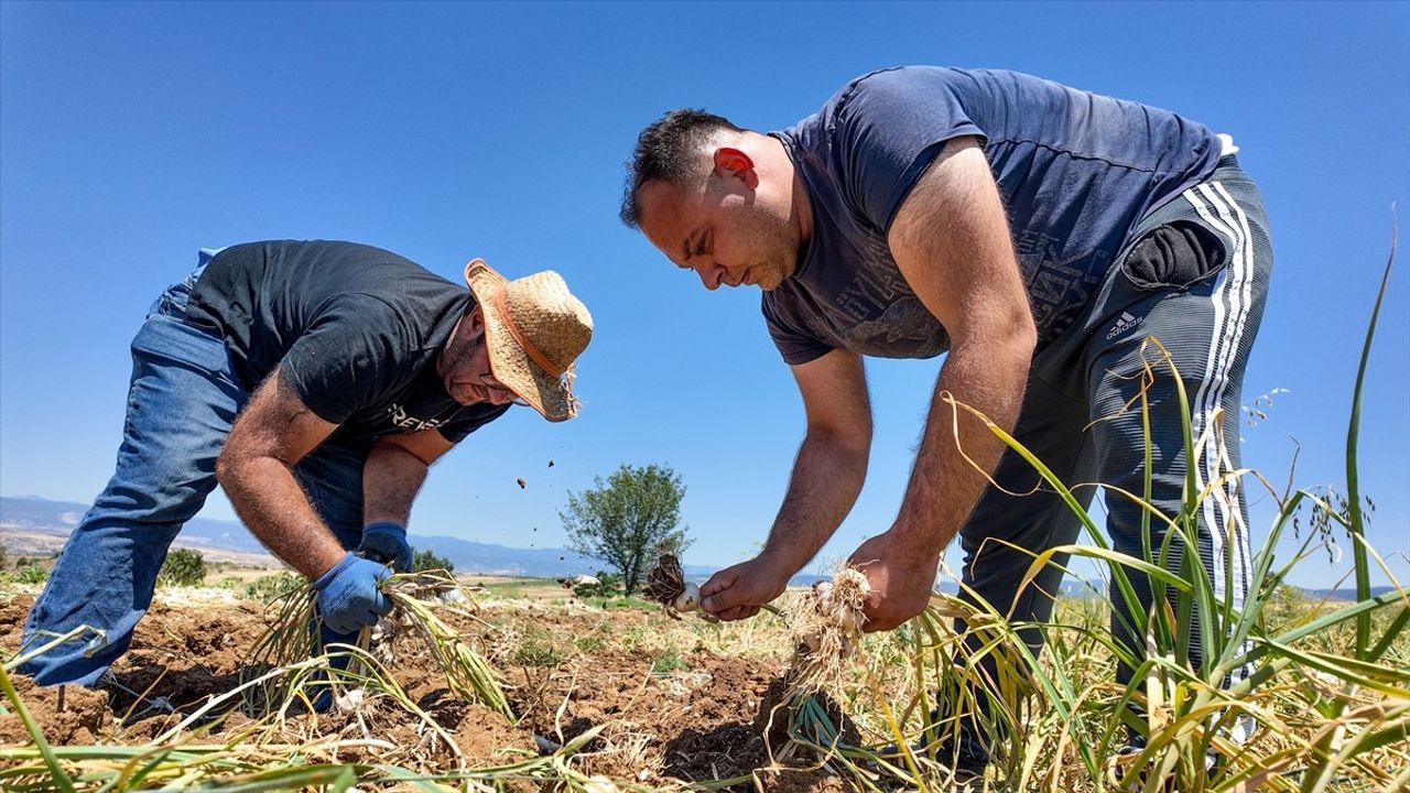 Taşköprü Sarımsağında Hasat Süreci Devam Ediyor