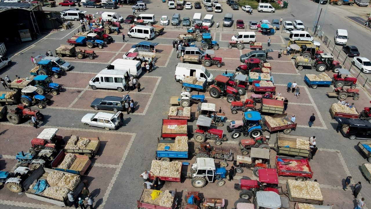 Taşköprü Sarımsak Pazarında Yoğunluk Artıyor