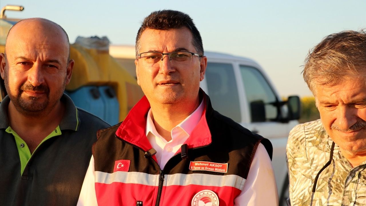 Tekirdağ'da Çiftçiler Artan Çekirge Popülasyonuna Karşı İlaçlama Çalışması Başlattı