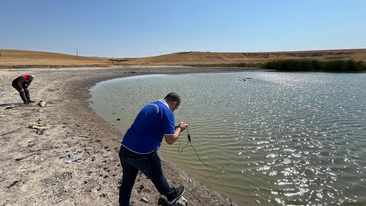 Tekirdağ'da Şalgamlı Göleti'nde Balık Ölümleri Yaşandı