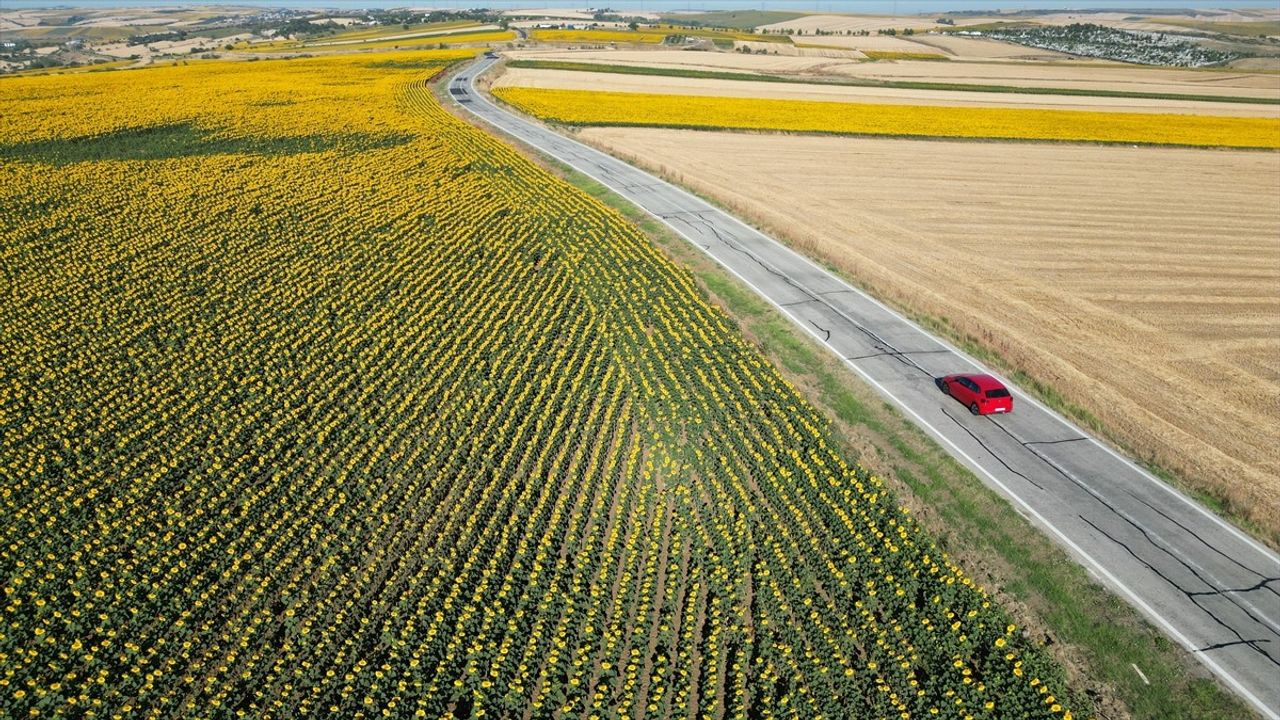 Tekirdağ'daki Ayçiçeği Tarlaları, Sürücüler İçin Renkli Bir Seyahat Sunuyor