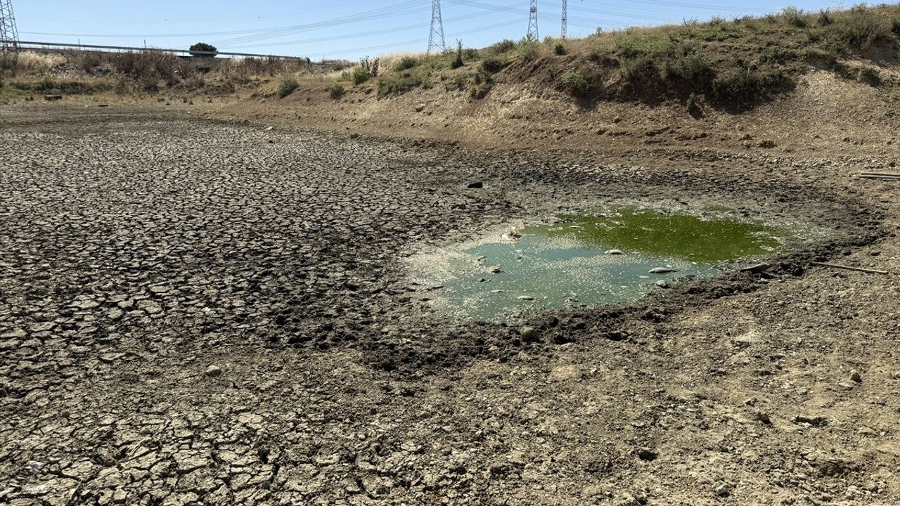 Tekirdağ'daki Çakıl Göleti'nde Kuraklık Nedeniyle Balıklar Telef Oldu