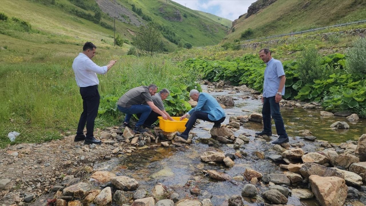 Trabzon'daki Karadere Vadisi'ne 15 Bin Alabalık Yavrusu Salındı