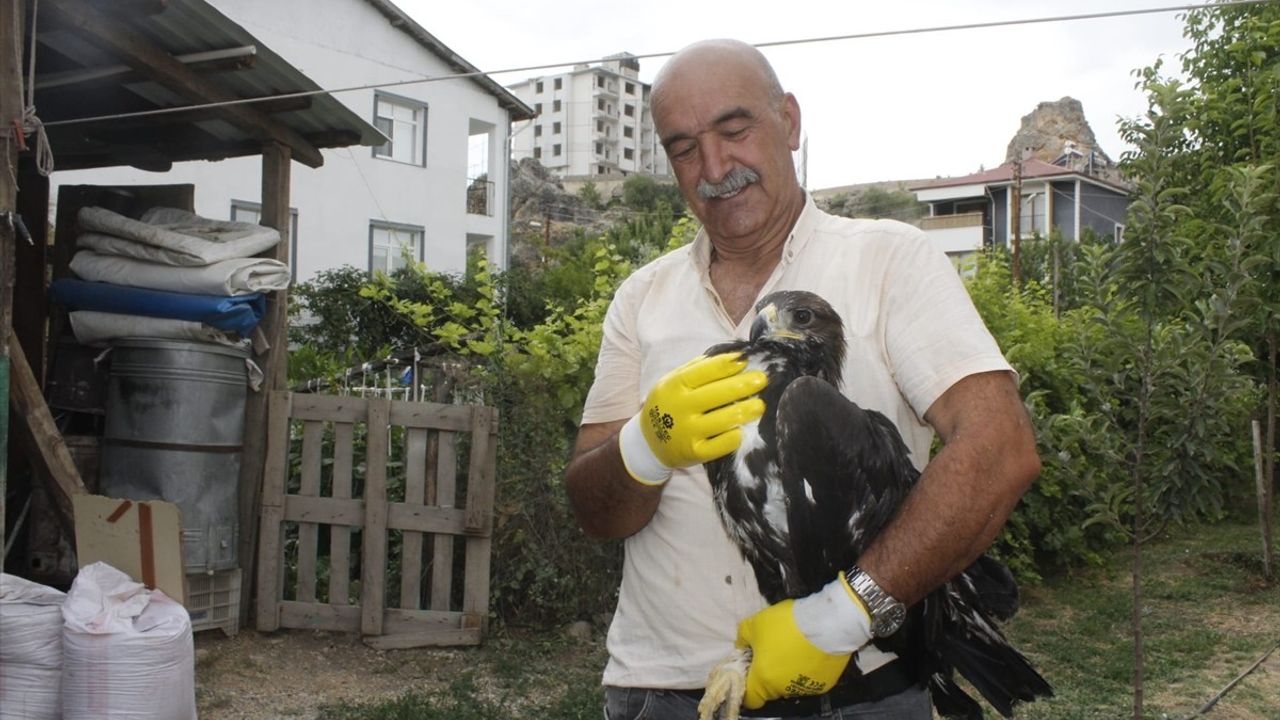 Tunceli'de Bulunan Yaralı Kaya Kartalı Koruma Altına Alındı
