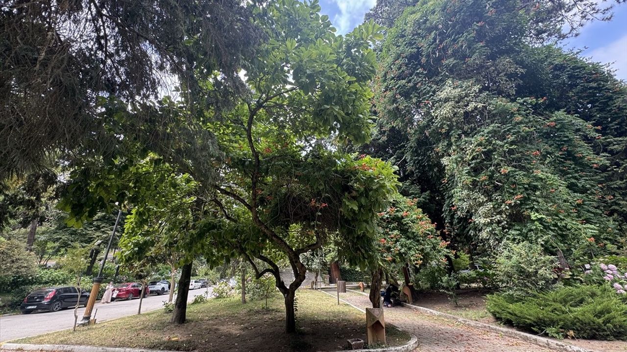 Türkiye'nin İlk Arboretumu: Atatürk Arboretumu Yalova'da 66 Ağaç Türüne Ev Sahipliği Yapıyor