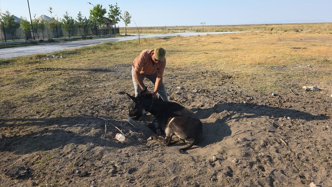 Tuz Gölü'nde Yaralı Eşek Tedavi Altına Alındı