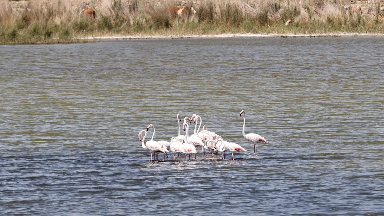 Ulaş Gölü, Kuraklığa Rağmen Flamingolara Ev Sahipliği Yapıyor
