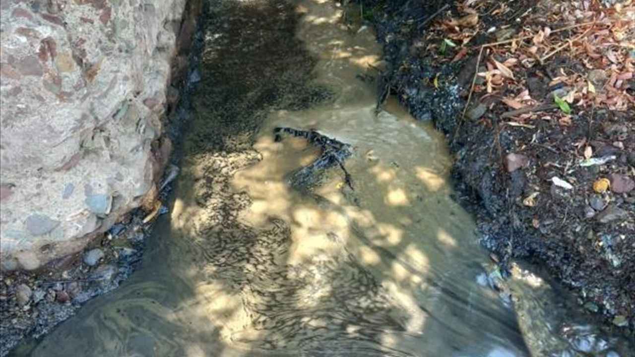 Yalova'da Atık Yağ İhtimali Üzerine İnceleme Başlatıldı