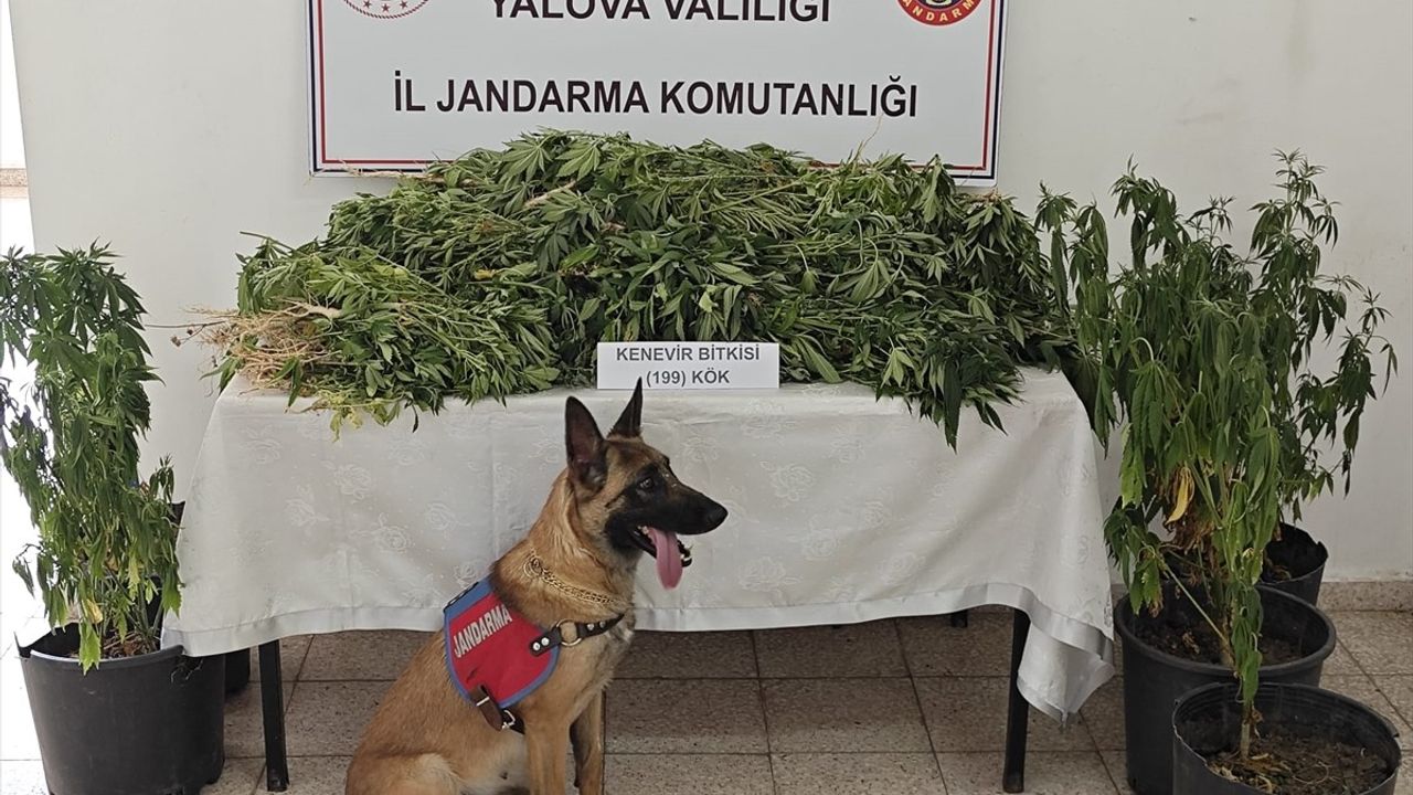 Yalova'da Ormanlık Alanda Hint Keneviri Yetiştiren Şüpheli Tutuklandı