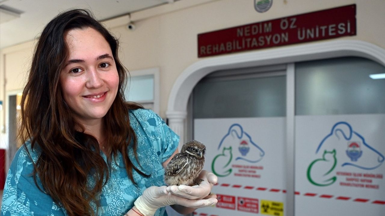 Yalova'da Yaralı Baykuş Yavrusu Tedavi Ediliyor