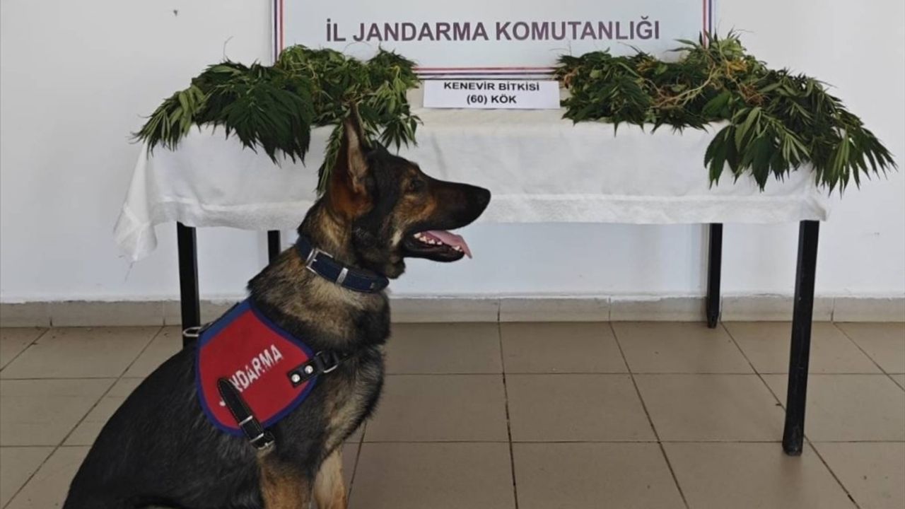 Yalova'nın Armutlu İlçesinde Yasa Dışı Kenevir Ekimi: 1 Tutuklama