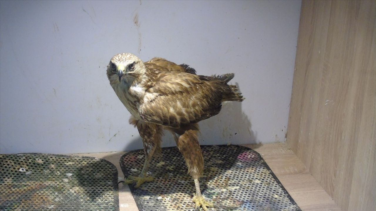 Yaralı Kızıl Şahin Veteriner Tarafından Sahiplendi