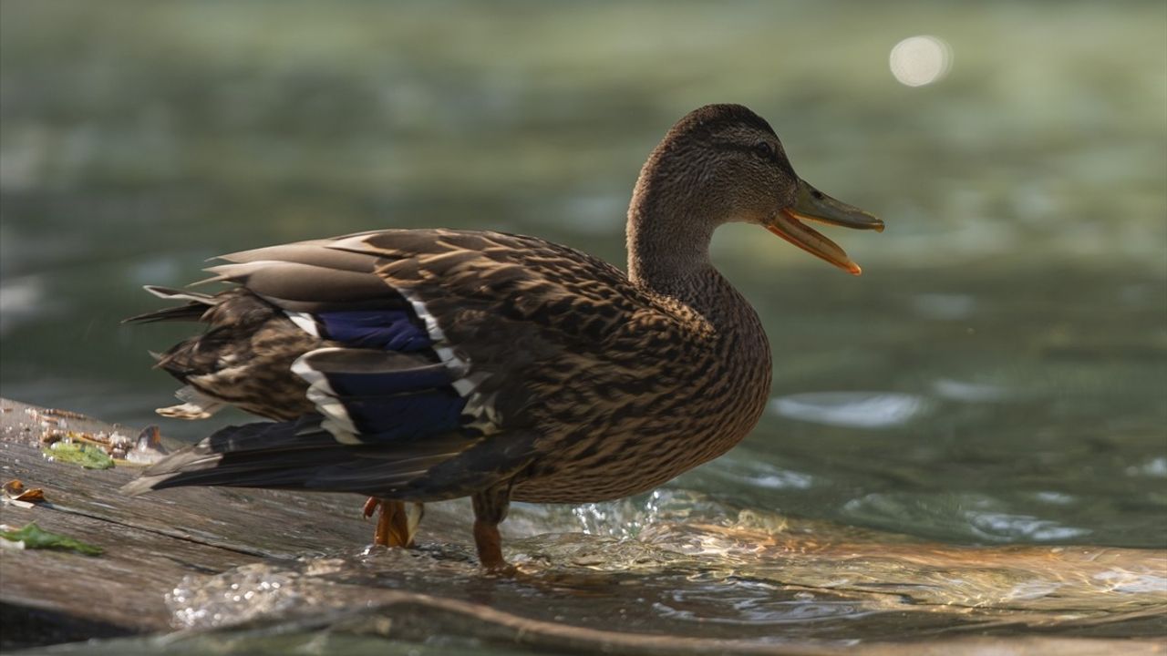 Yaralı Ördek Yavrusu Kuğulu Park'ta Yeni Yuvasına Kavuşturuldu