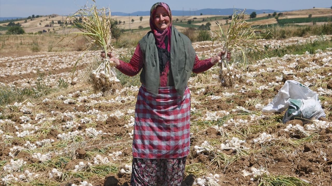 Yeşilay Kastamonu Şubesi, Sarımsak Hasadı Yapan Kadınları Ziyaret Etti