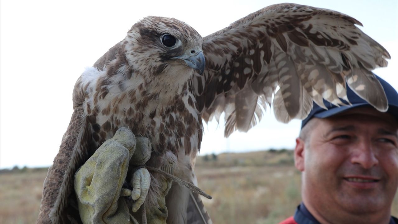 Yozgat'ta Bitkin Bulunan Ulu Doğan Koruma Altına Alındı