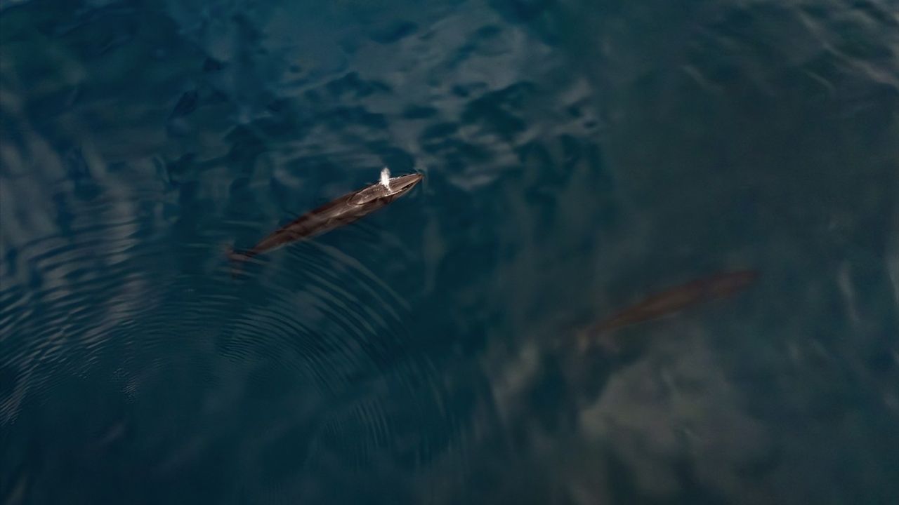 5. Ulusal Arktik Bilimsel Araştırma Seferi: Türk ekip Svalbard çevresinde Sei balinaları ve mikroplastik izlemesi gerçekleştirdi