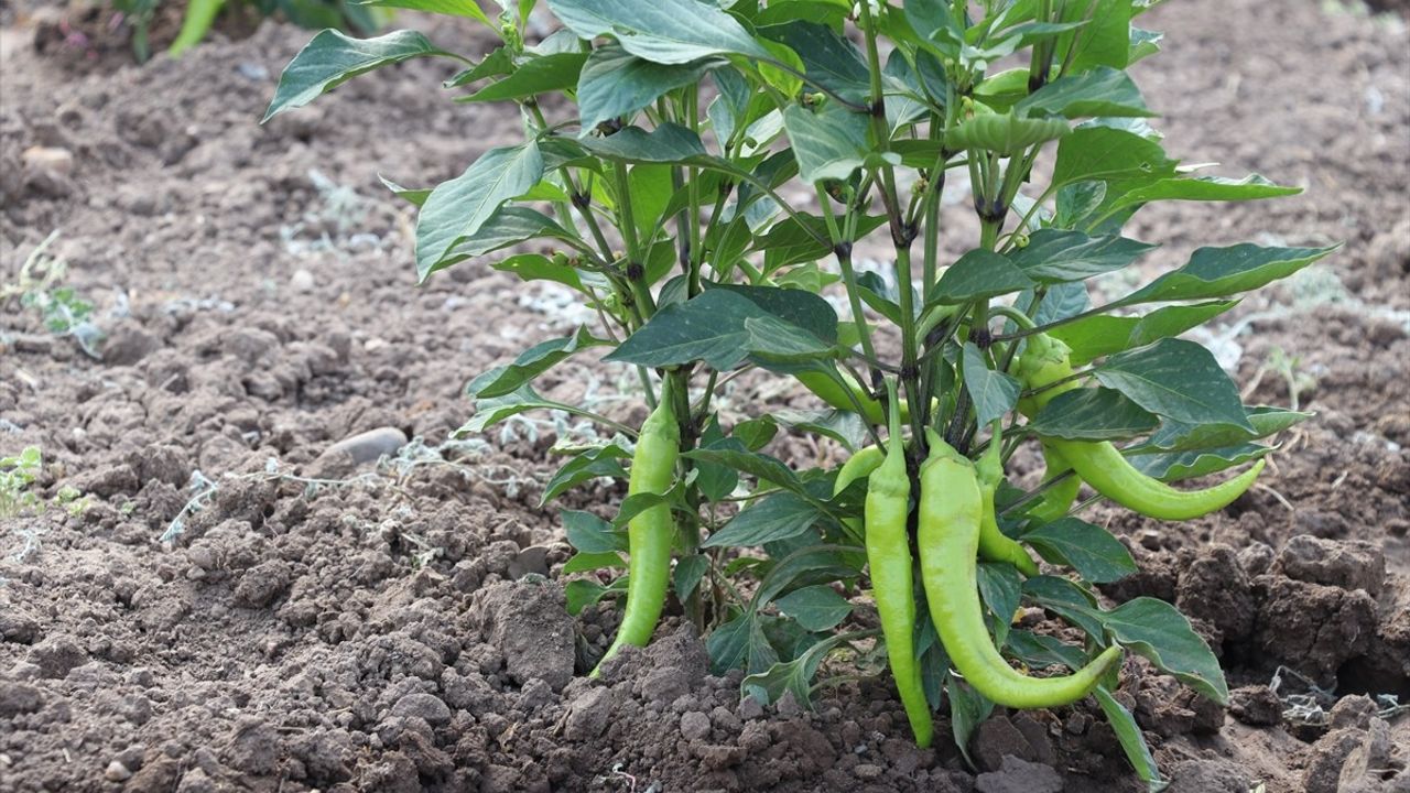 Ağrı'da Devlet Destekli Sebze Hasadı Gerçekleştirildi