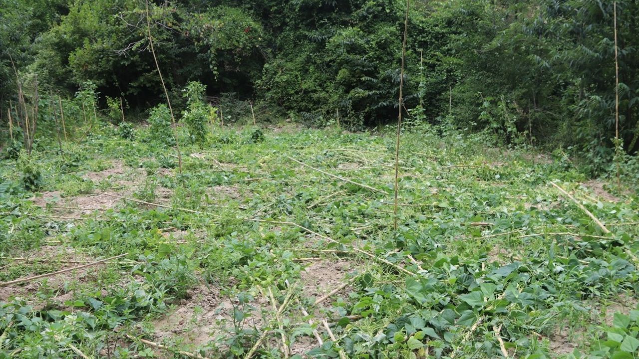 Amasya Taşova'da ayılar fasulye bahçesine zarar verdi: Çiftçi 300 kg ürün kaybı bekliyor