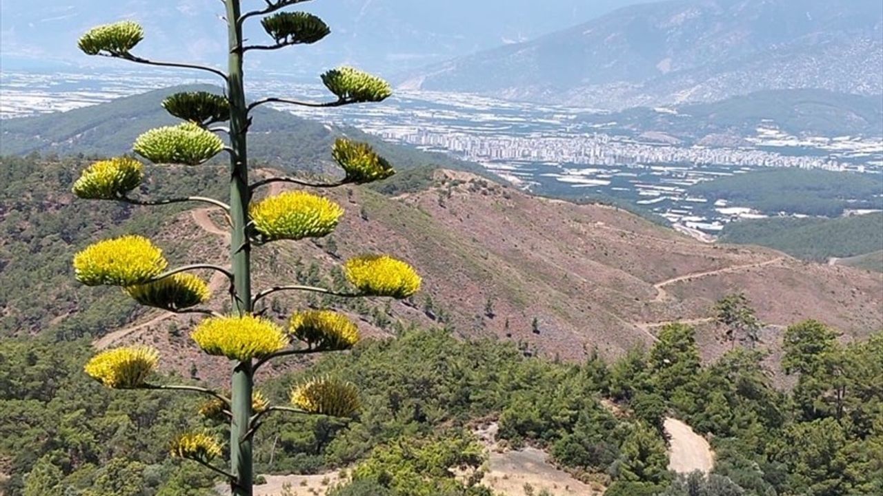 Antalya'da 30 Yıl Sonra Çiçek Açan Agave Bitkisi Turistlerin İlgi Odağı Oldu