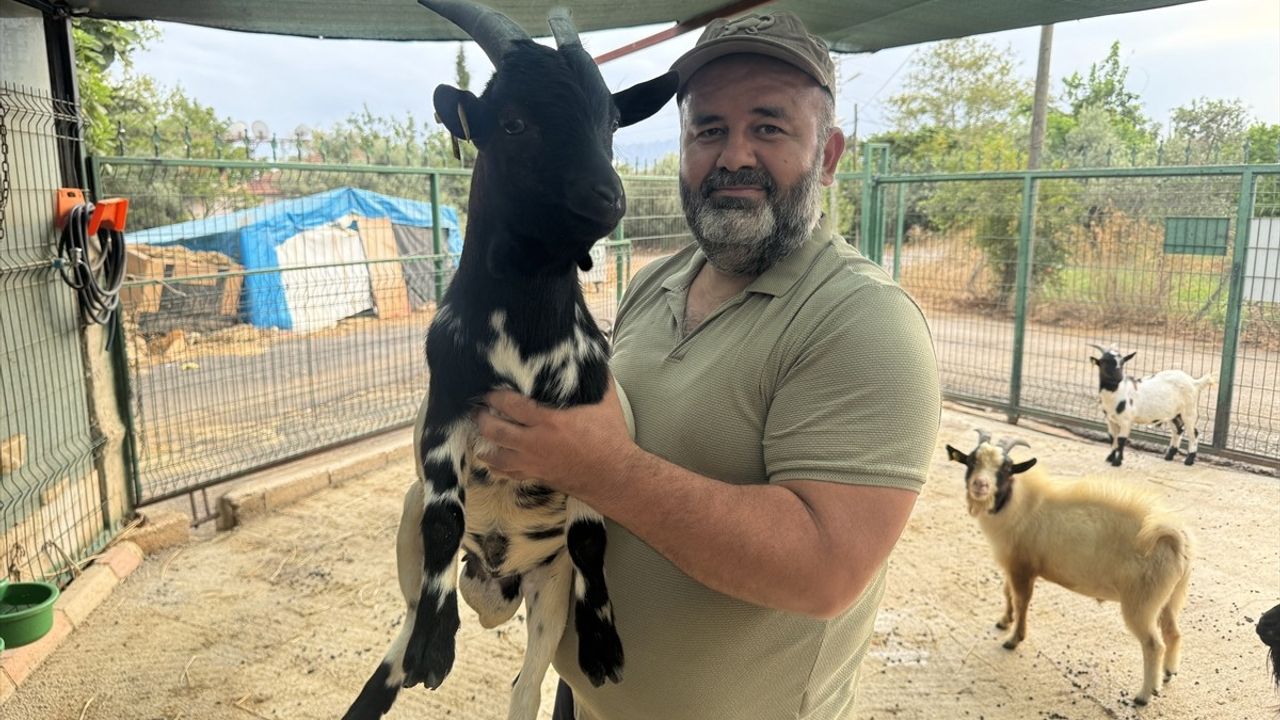 Antalya Kepez'de başına poşet geçen 'cüce' keçinin sürüyü korkutma anları güvenlik kamerasında