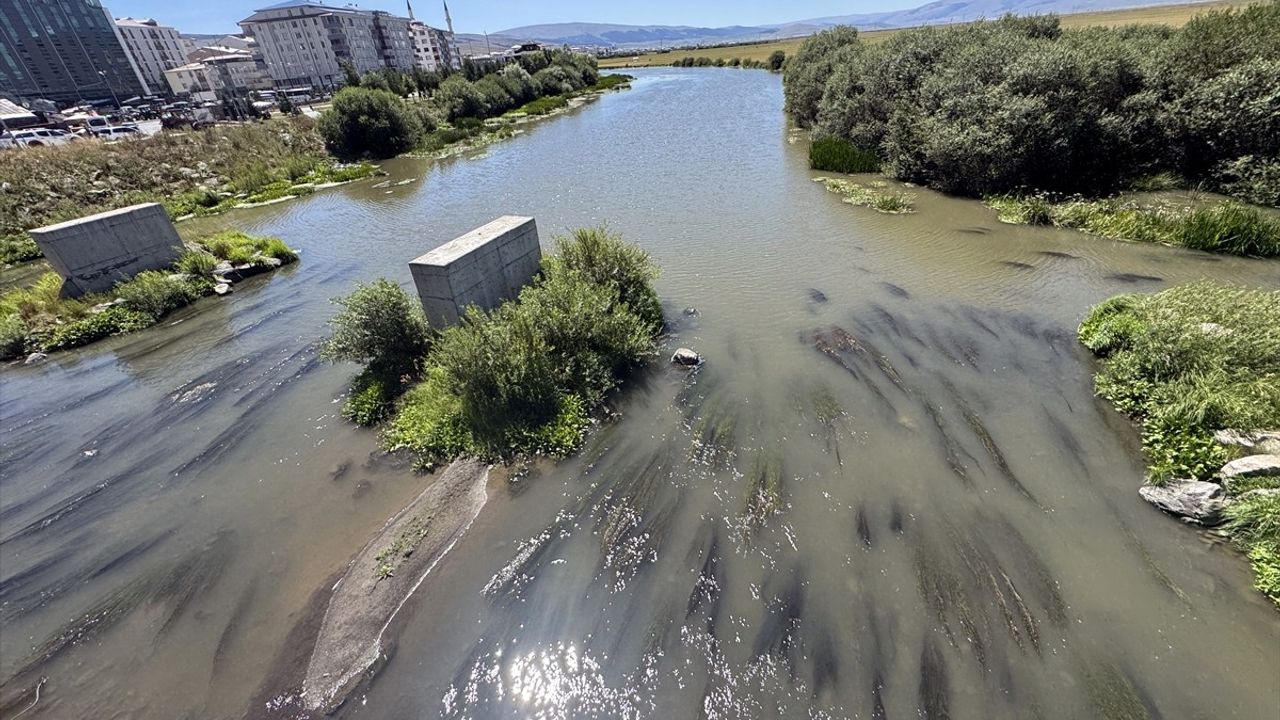 Ardahan'da Kura Nehri'nde su çekilmesi ve yoğun yosun oluşumu