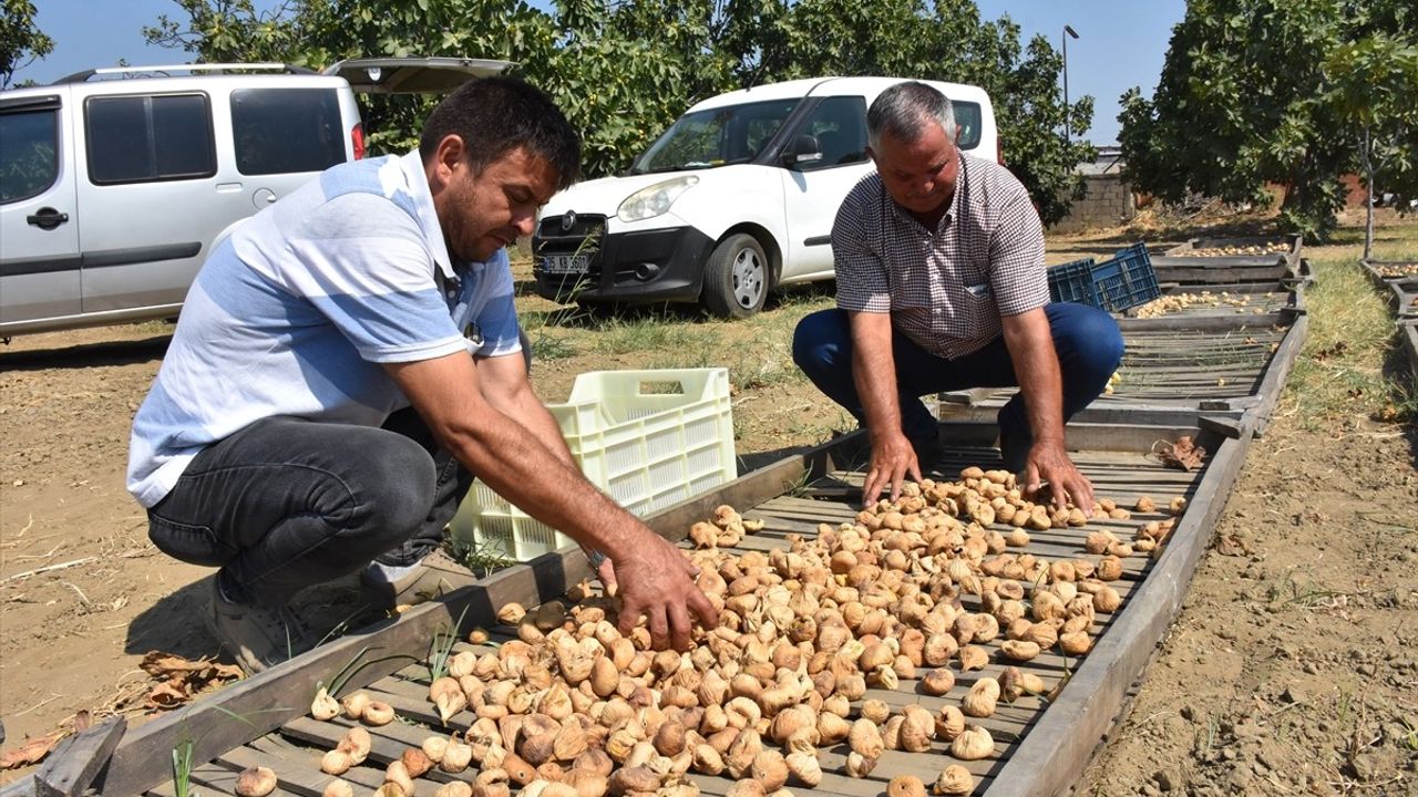 Aydın'da Kuru İncir Sezonu Başladı: İlk Ürün 400 TL'den Satıldı