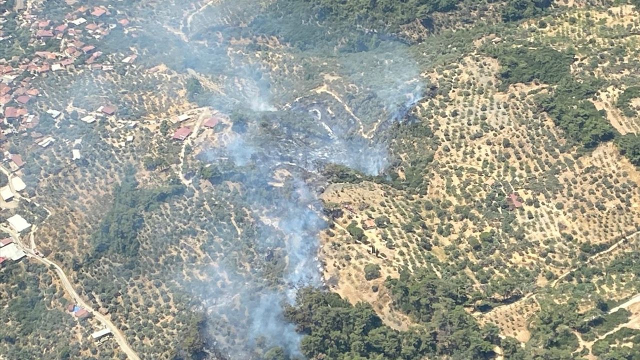 Aydın'ın Germencik İlçesinde Orman Yangını Çıktı