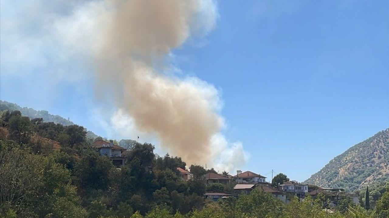Aydın Köşk'te zeytinlik yangını kontrol altına alındı