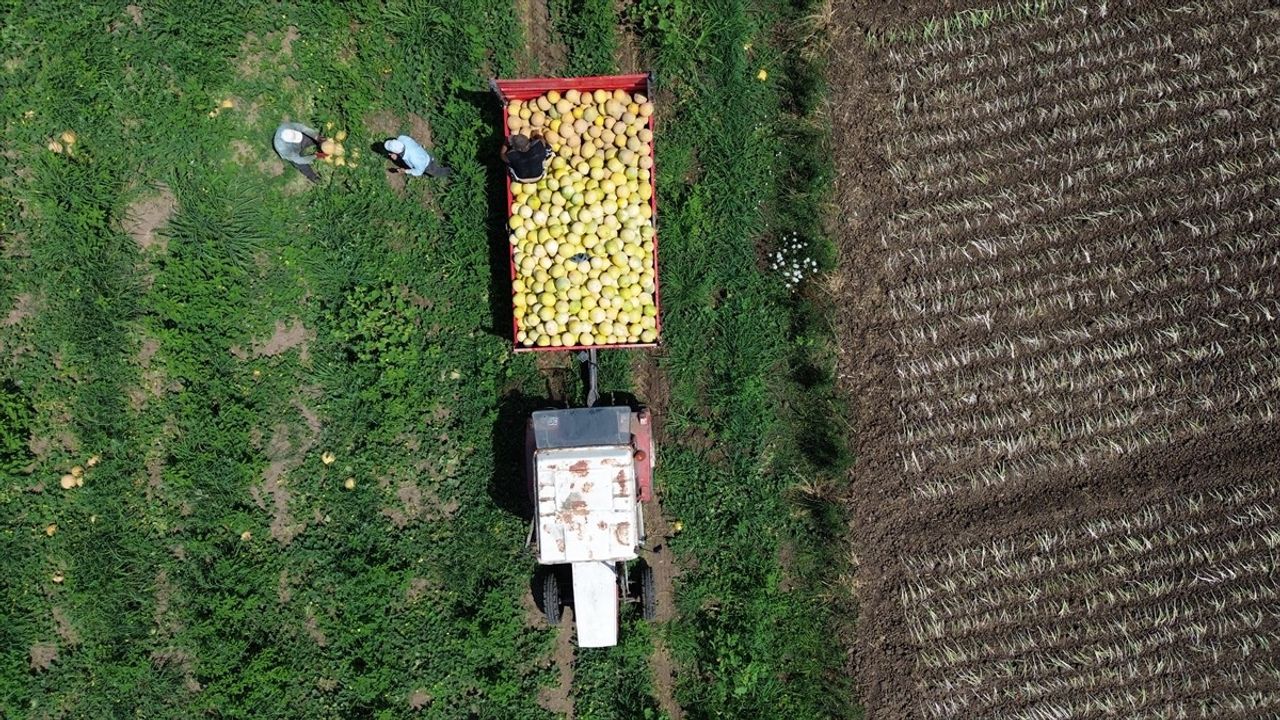 Bafra Ovası'nda Süheyla Kavunu Hasadı Devam Ediyor