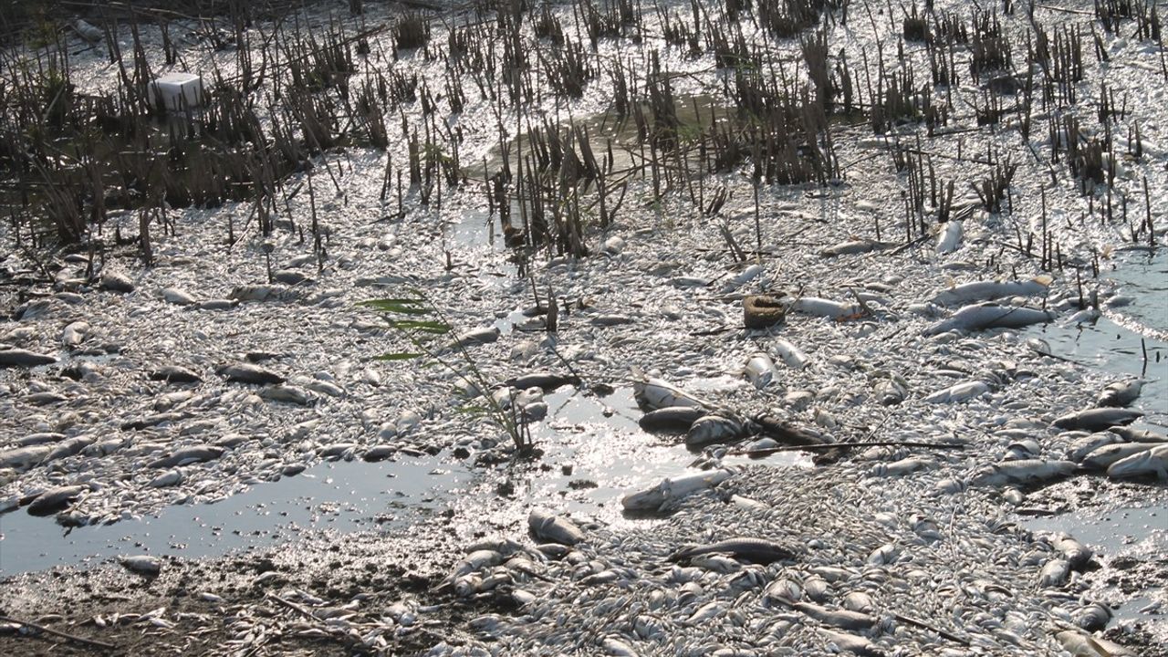 Balıkesir'in Manyas Gölü'nde Toplu Balık Ölümleri Hakkında İnceleme Başlatıldı