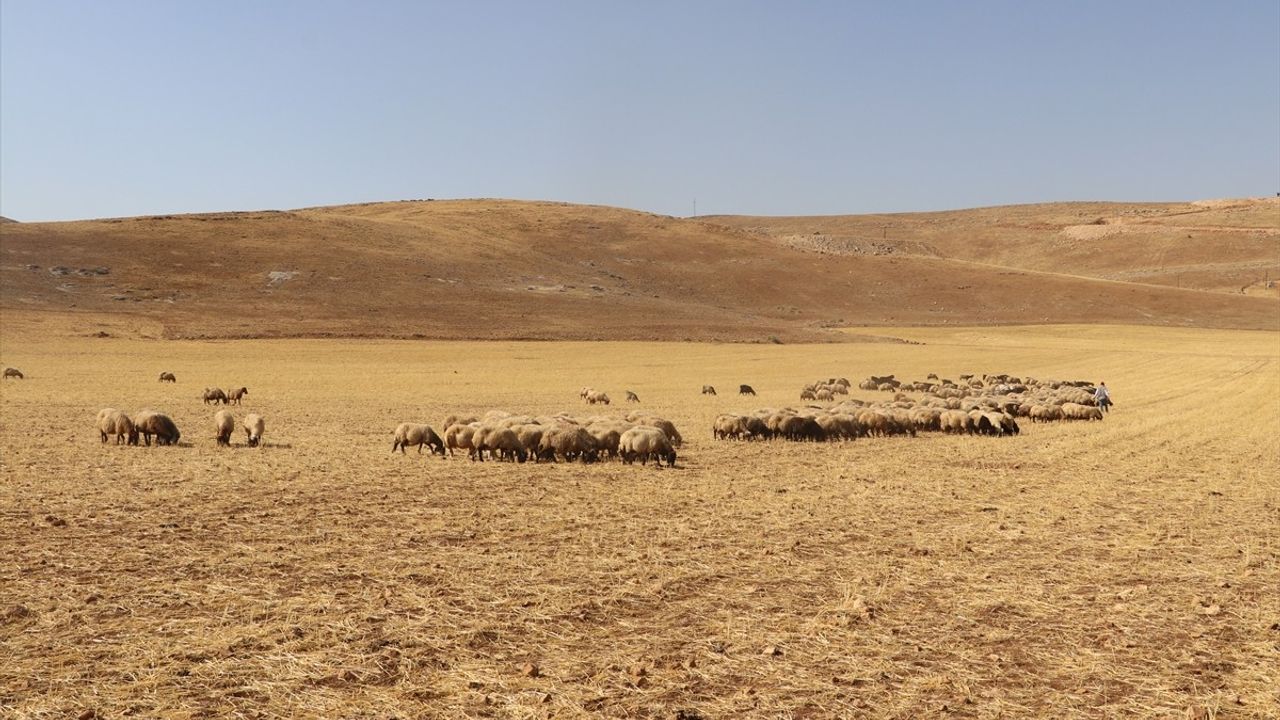 Batman'da Hasat Sonrası Tarlalar Hayvanlar İçin Otlama Alanı Oluyor