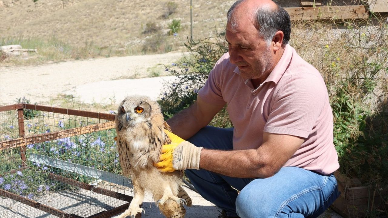 Bayburt'ta Yaralı Puhu Tedavi Altına Alındı