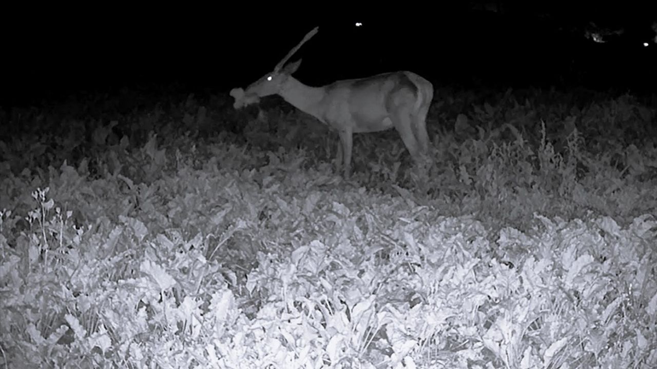 Bilecik Pazaryeri'nde fotokapanla kayıt altına alınan geyik sürüsü ve yaban hayatı