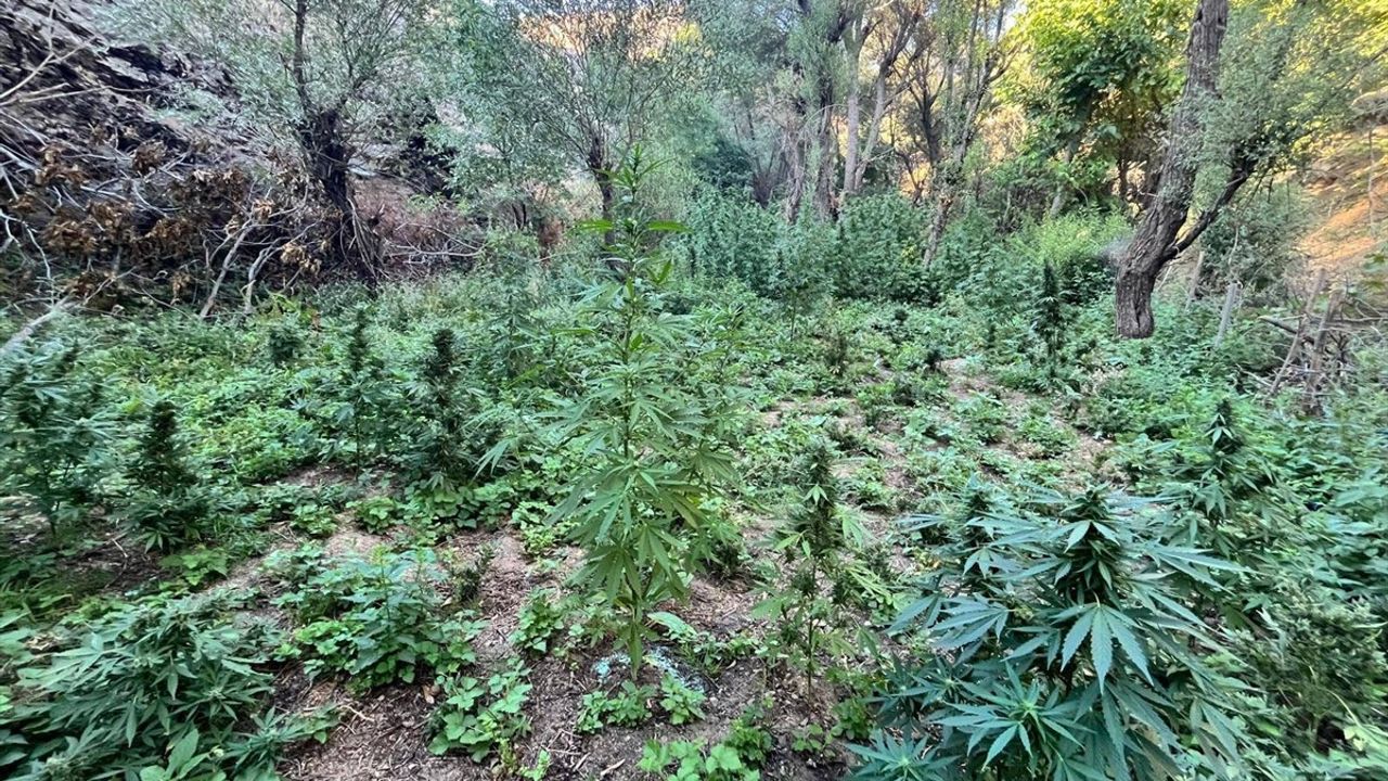 Bingöl'de operasyonlarda 6 bin 704 kök kenevir ve 4 bin 612 kök skunk ele geçirildi