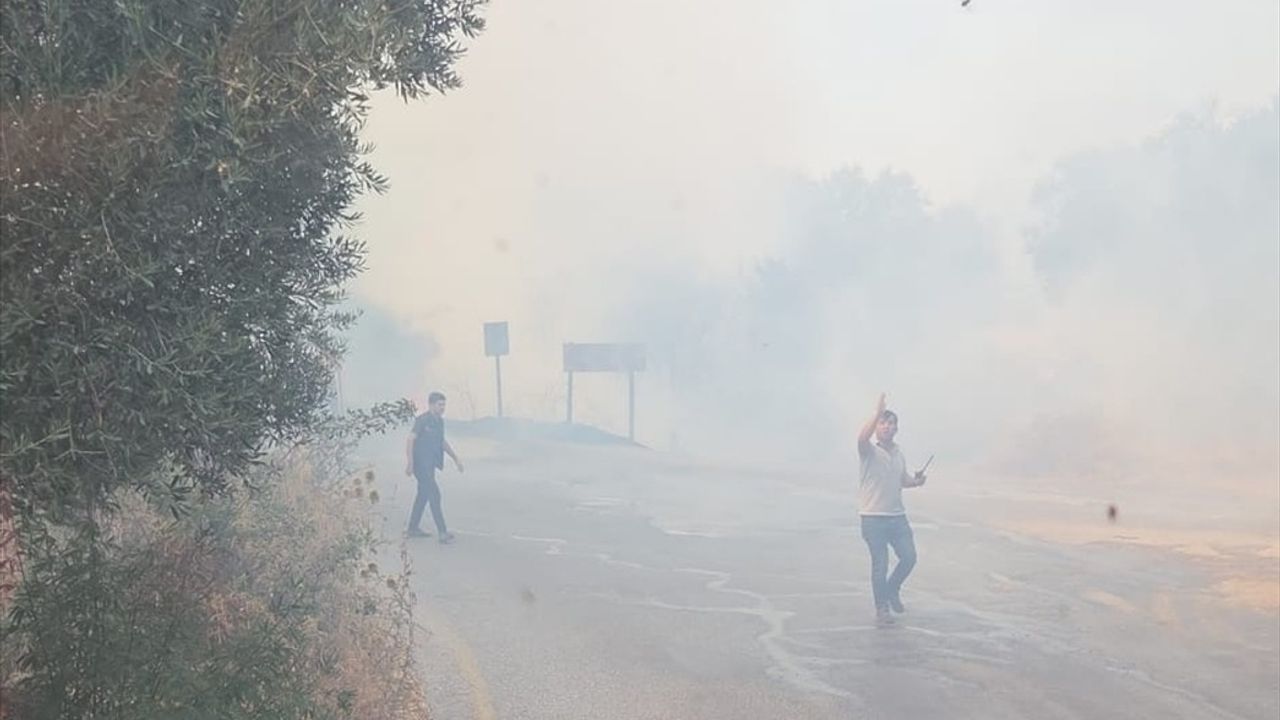 Bodrum'da zeytinlik ve otluk yangını kontrol altına alındı