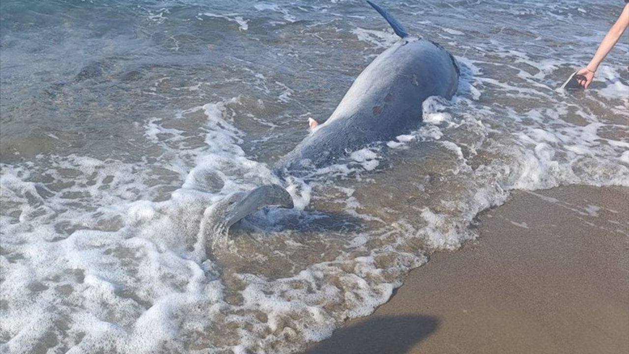 Bodrum Sahilinde Ölü Yunus Bulundu