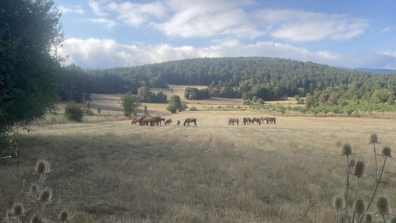 Bolu Dağı'nda Yılkı Atları Taylarıyla Görüntülendi