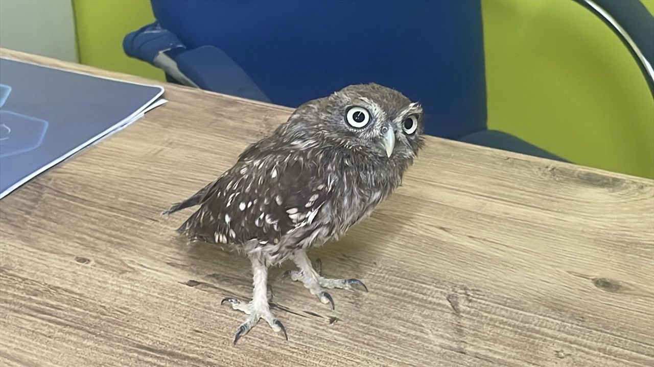 Bolu'nun Dörtdivan ilçesinde kukumav yavrusu 'Behçet' koruma altına alındı