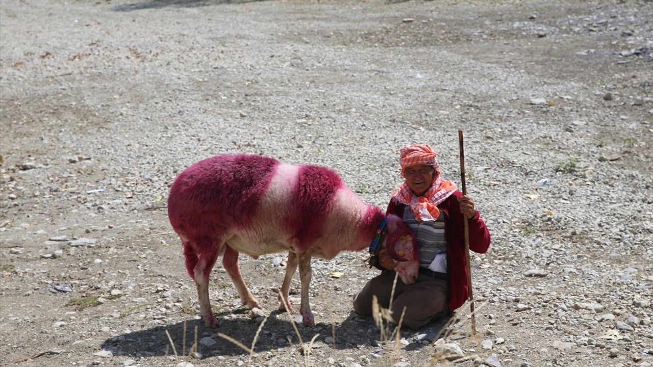 Çal'da 852 yıllık 'Sudan Koyun Geçirme' geleneği bu yıl kuruyan Büyük Menderes yatağında sembolik olarak gerçekleştirildi