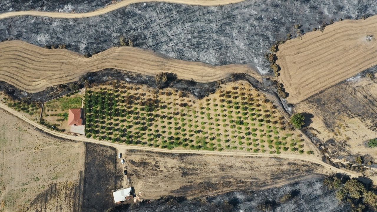 Çanakkale'de düzenli bakım yapılan ceviz bahçesi yangından büyük ölçüde korundu