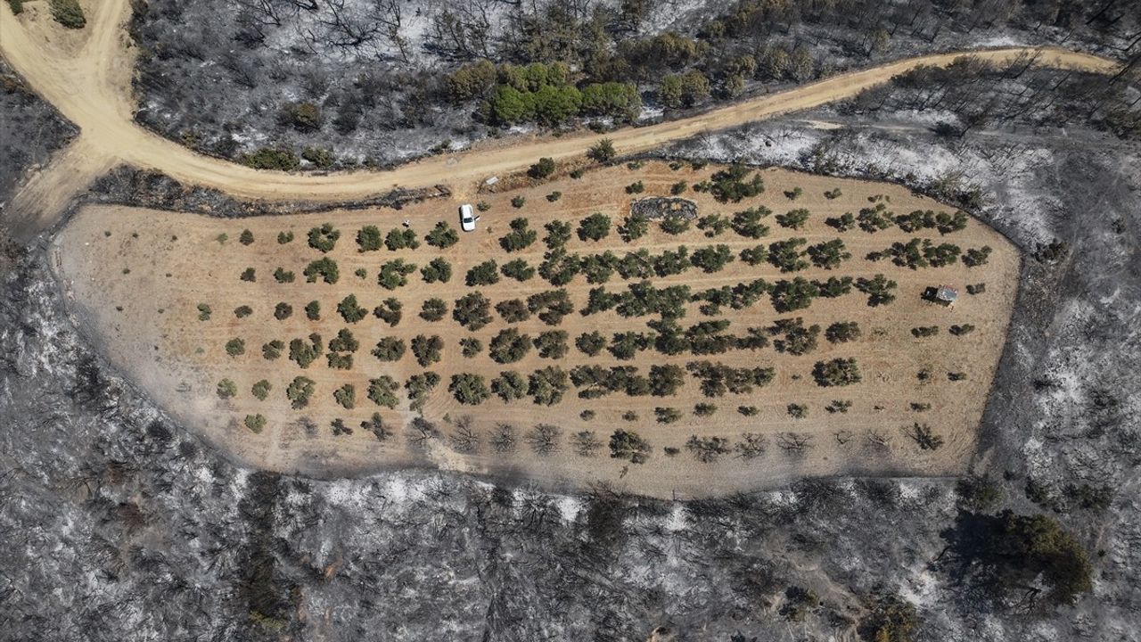 Çanakkale'de orman yangını Ilgardere'deki 4,5 dönümlük zeytinliği teğet geçti